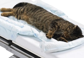 Cat lying on hospital bed with 3M™ Bair Hugger™ Warming Underbody Blanket