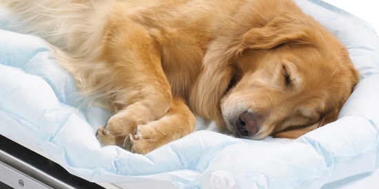 Dog laying on 3M™ Bair Hugger™ Underbody Blanket post-operation
